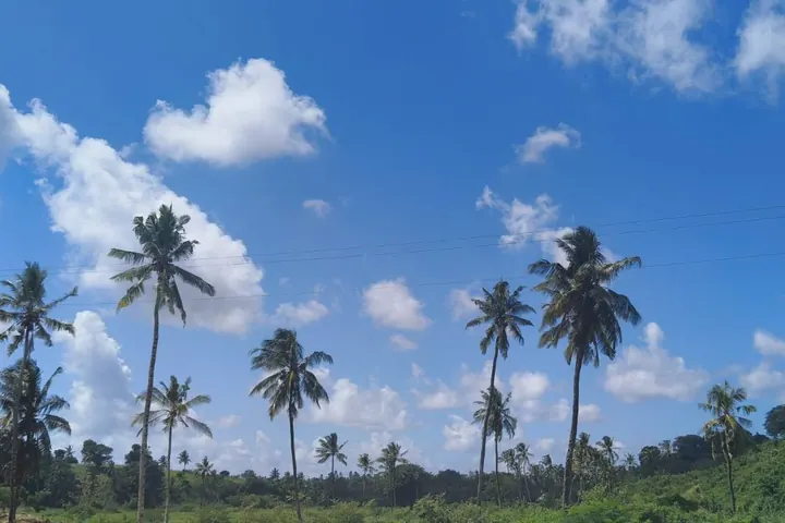 Coastal palms and blue sky near Kenlife