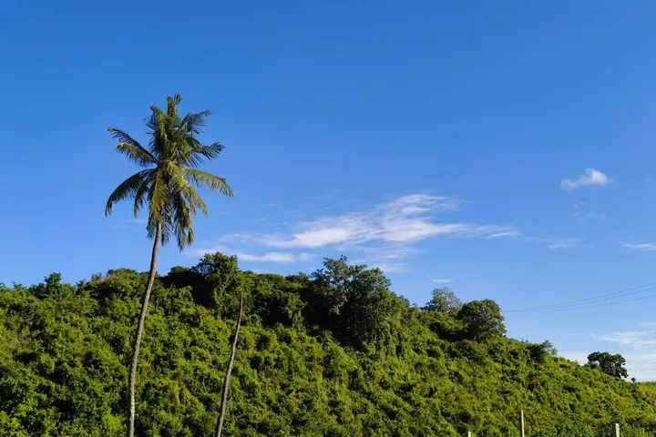 Palm trees and the green Mavueni landscape