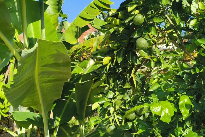 Bananas and citrus growing at Kenlife