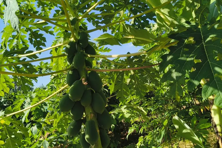 Papaya growing at Kenlife